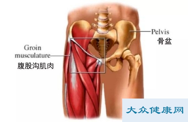腹股沟在哪个位置图片啊