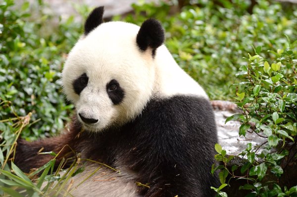 竹虫怎么吃法