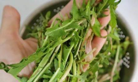 蒲公英怎么晒干做成茶