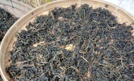 蒲公英怎么晒干做成茶