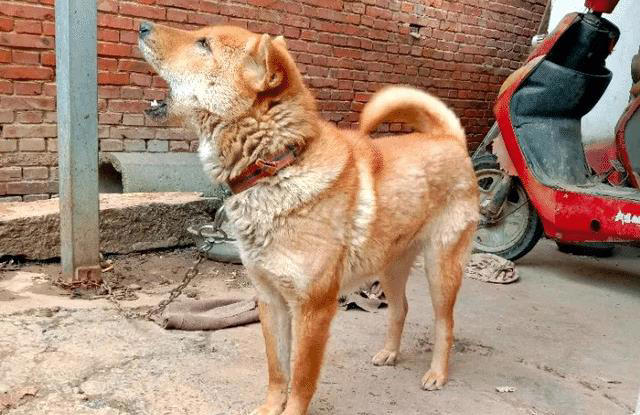 为什么“中华田园犬”会被抛弃？网友：原因很现实