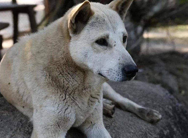 为什么“中华田园犬”会被抛弃？网友：原因很现实