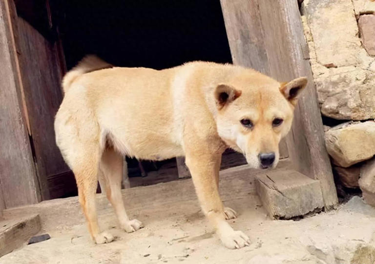 为什么“中华田园犬”会被抛弃？网友：原因很现实