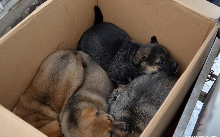 为什么“中华田园犬”会被抛弃？网友：原因很现实