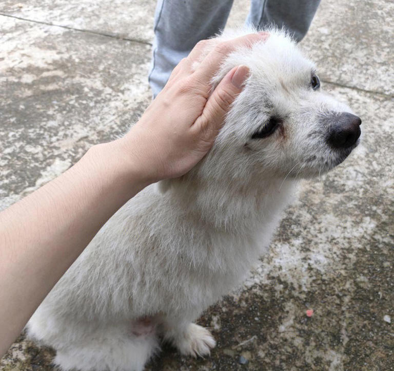 为什么“中华田园犬”会被抛弃？网友：原因很现实
