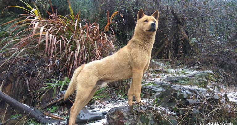 为什么“中华田园犬”会被抛弃？网友：原因很现实