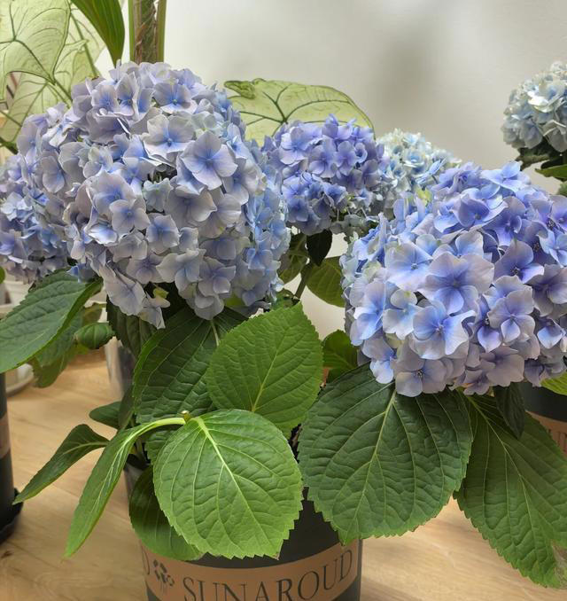 “阴花入户，生活不富”，5种花最好别养在屋里，赶紧都搬走