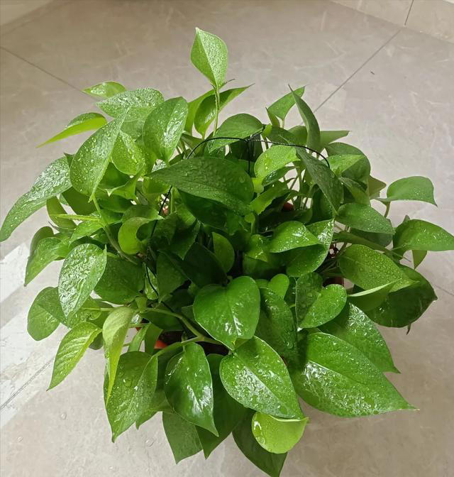 “阴花入户，生活不富”，5种花最好别养在屋里，赶紧都搬走