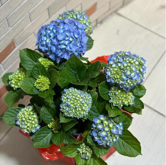 “阴花入户，生活不富”，5种花最好别养在屋里，赶紧都搬走