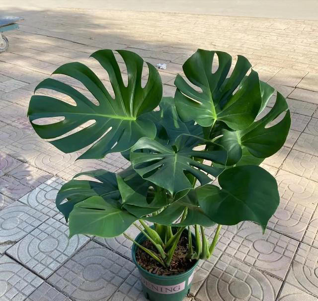 “阴花入户，生活不富”，5种花最好别养在屋里，赶紧都搬走