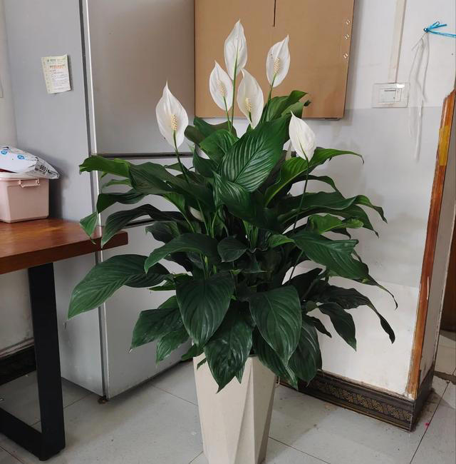 “阴花入户，生活不富”，5种花最好别养在屋里，赶紧都搬走