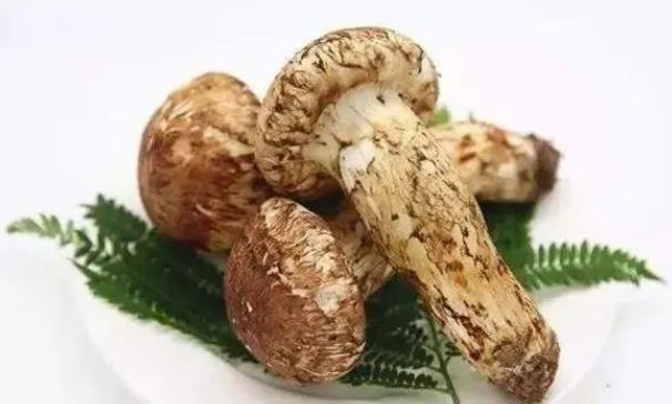 吃松茸注意什么 怎么吃松茸营养