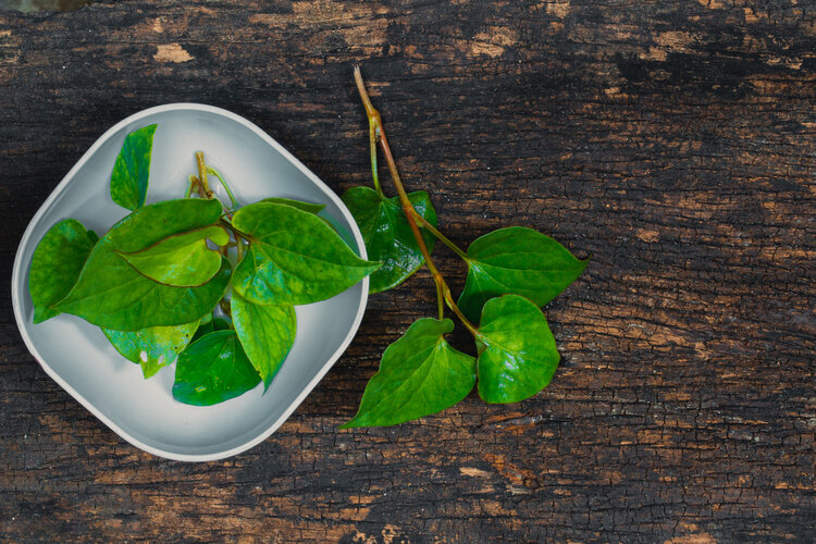 为什么说鱼腥草是“害人草”？常吃有肾毒还致癌？告诉你真相