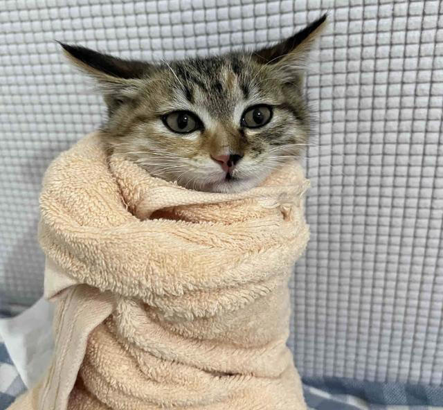 千万别对猫咪做这6件事！相当于精神虐待，做多了它会离家出走