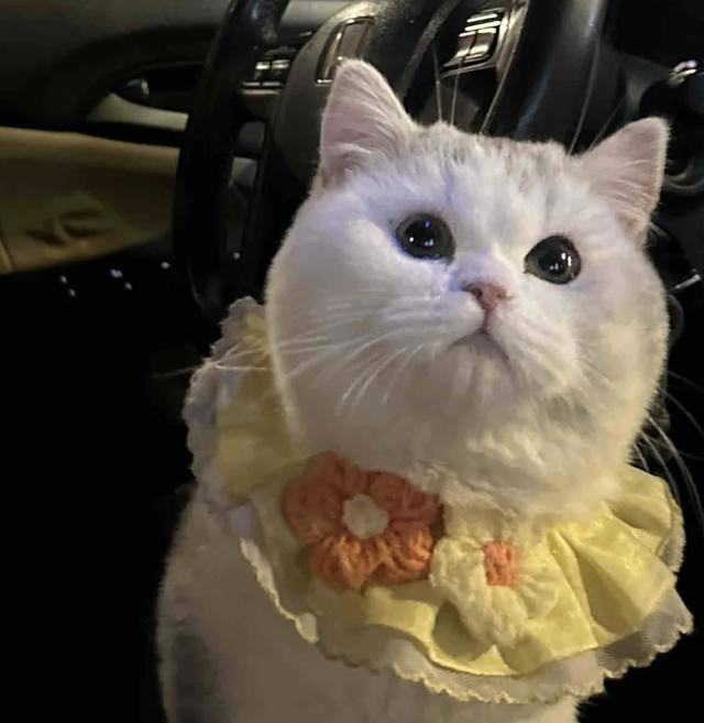 千万别对猫咪做这6件事！相当于精神虐待，做多了它会离家出走