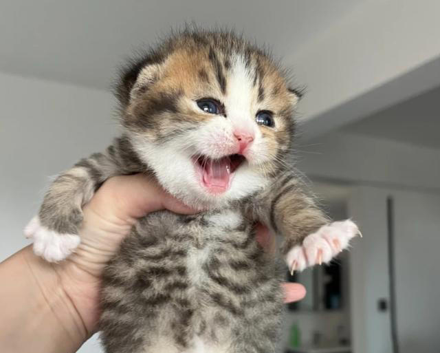 千万别对猫咪做这6件事！相当于精神虐待，做多了它会离家出走