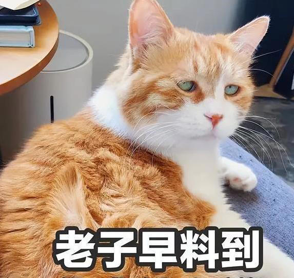  猫咪关家里一辈子，幸福还是可怜？你猜它们想要啥 