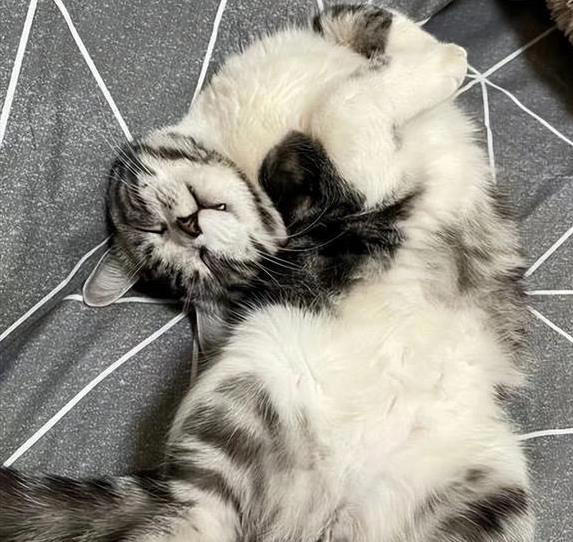 猫咪关家里一辈子，幸福还是可怜？你猜它们想要啥