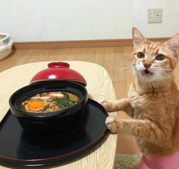 猫咪关家里一辈子，幸福还是可怜？你猜它们想要啥
