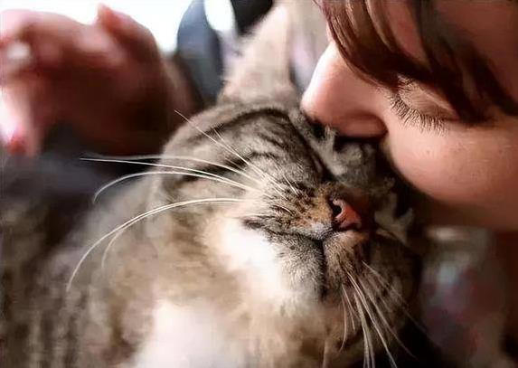 猫咪关家里一辈子，幸福还是可怜？你猜它们想要啥