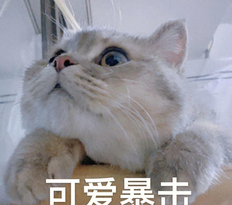 养猫久了才知道，猫咪见到你就“躺下打滚”，是有这些信号