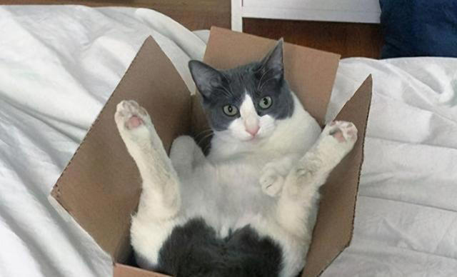 养猫久了才知道，猫咪见到你就“躺下打滚”，是有这些信号