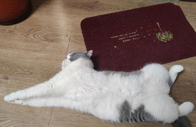 养猫久了才知道，猫咪见到你就“躺下打滚”，是有这些信号