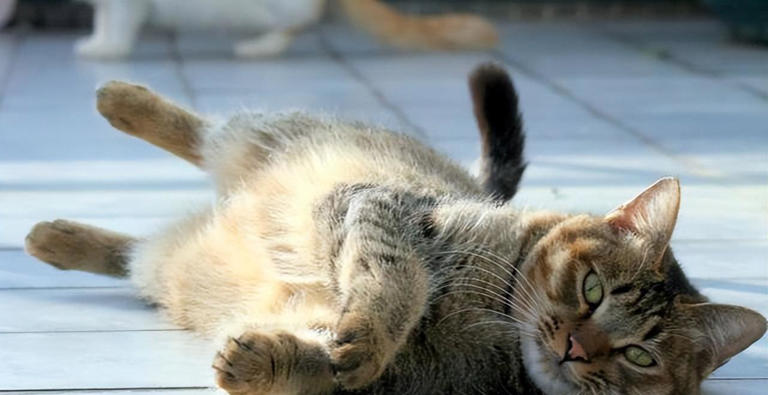 养猫久了才知道，猫咪见到你就“躺下打滚”，是有这些信号