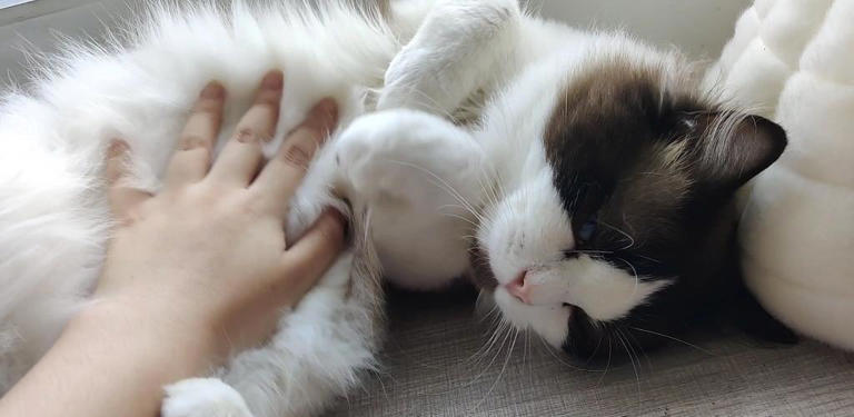 养猫久了才知道，猫咪见到你就“躺下打滚”，是有这些信号
