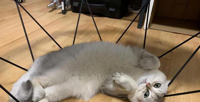 养猫久了才知道，猫咪见到你就“躺下打滚”，是有这些信号