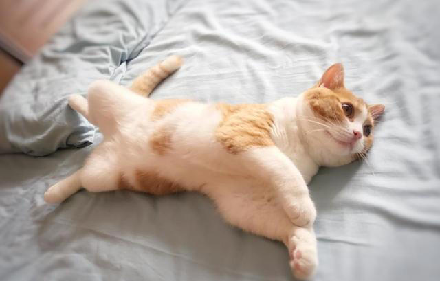 养猫久了才知道，猫咪见到你就“躺下打滚”，是有这些信号
