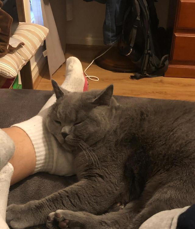 养猫久了才知道，猫咪见到你就“躺下打滚”，是有这些信号