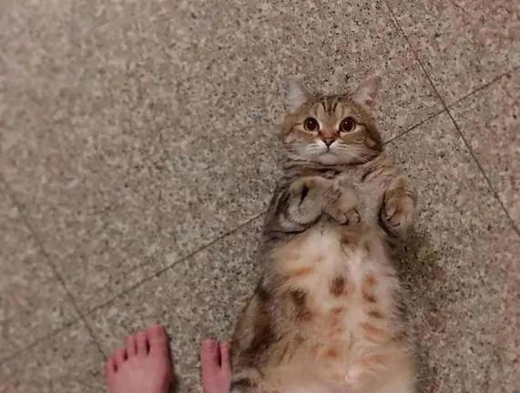 养猫久了才知道，猫咪见到你就“躺下打滚”，是有这些信号