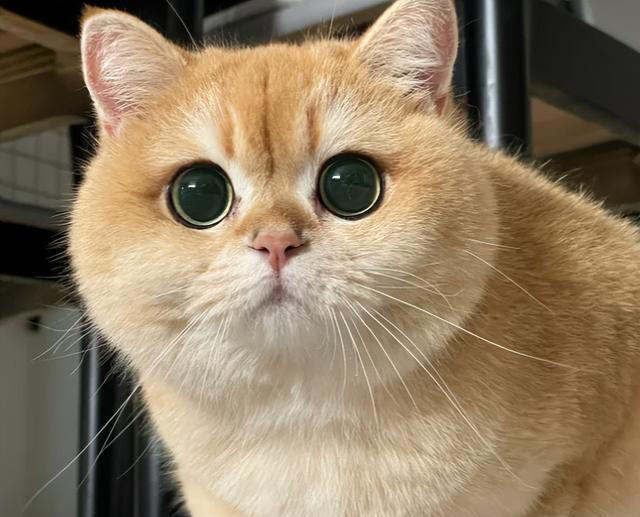 猫咪最讨厌主人摸的3个部位，摸错一个立马翻脸，你碰过几个？