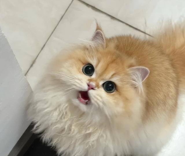 猫咪最讨厌主人摸的3个部位，摸错一个立马翻脸，你碰过几个？