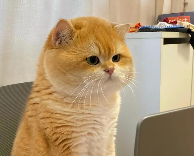 猫咪最讨厌主人摸的3个部位，摸错一个立马翻脸，你碰过几个？