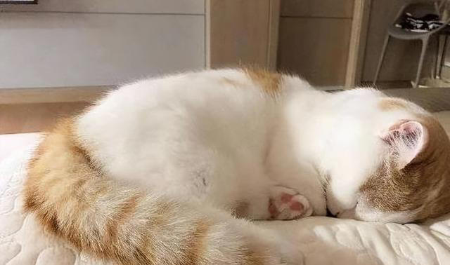 对猫猫来说，喜欢“上床睡”，内心是这样想的