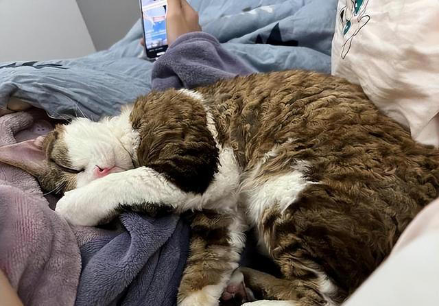 对猫猫来说，喜欢“上床睡”，内心是这样想的