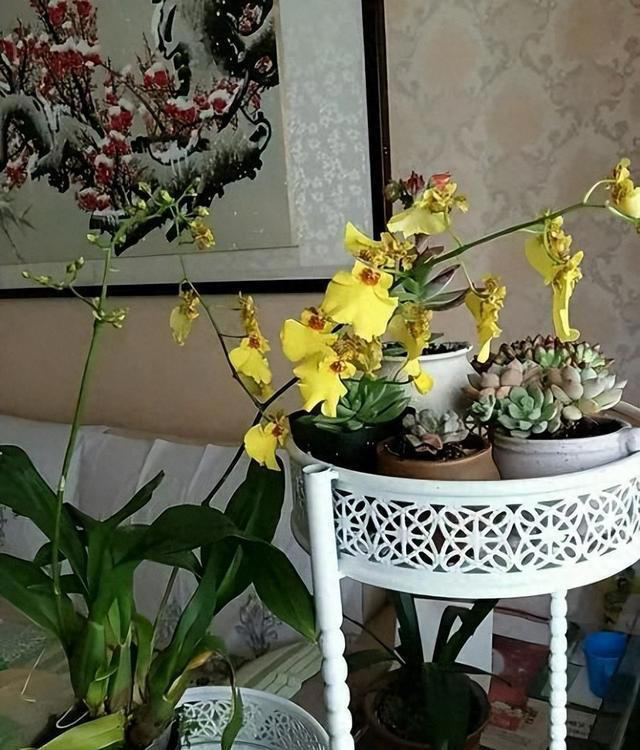 10个不起眼的养花小技巧，学会了再也不用问别人花怎么养了！