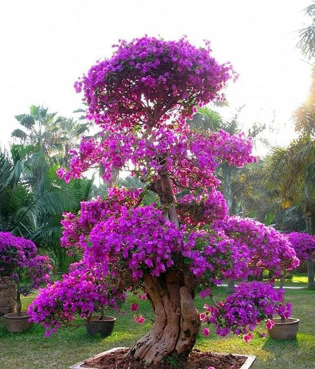 10种天生适合当盆景的植物，你认识几种？