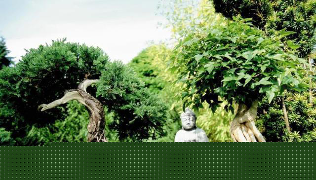 10种天生适合当盆景的植物，你认识几种？