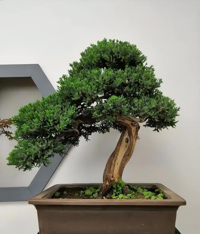 10种天生适合当盆景的植物，你认识几种？