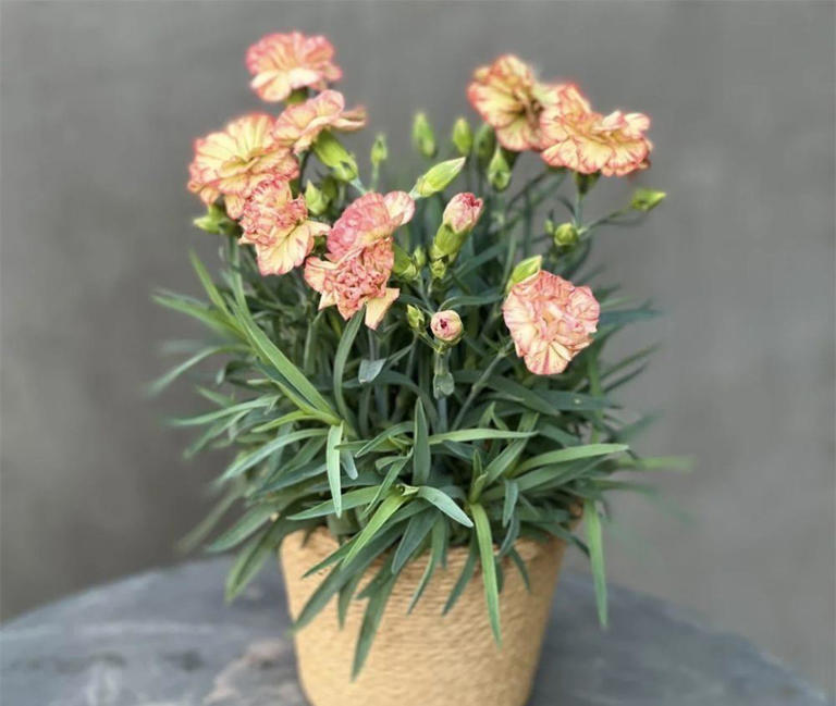 阳台养什么开花绿植？这7种好养又好看，沙尘天看到它们就很清新
