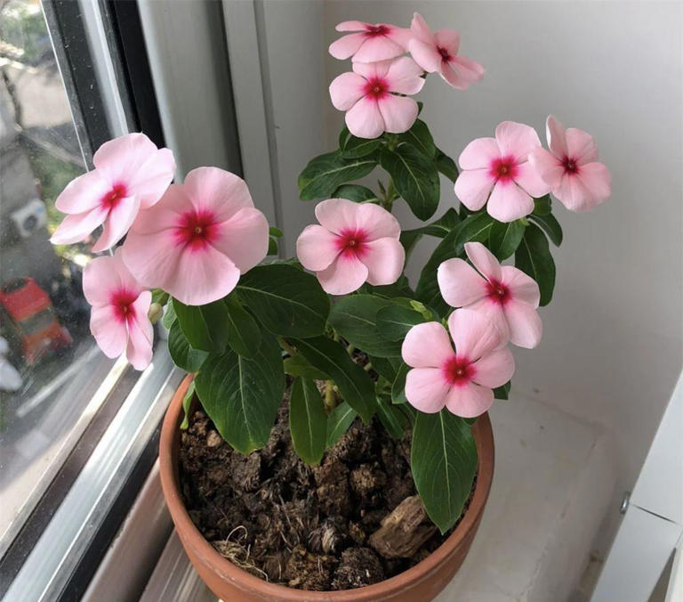 阳台养什么开花绿植？这7种好养又好看，沙尘天看到它们就很清新
