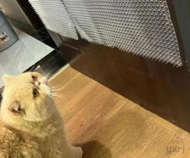 晚上不让猫咪进卧室，它一直挠门喵喵叫会伤心吗？