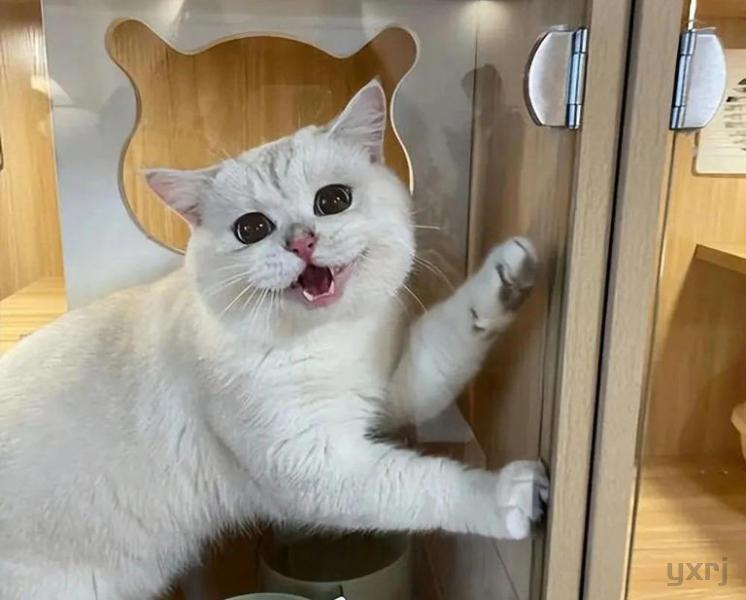 晚上不让猫咪进卧室，它一直挠门喵喵叫会伤心吗？