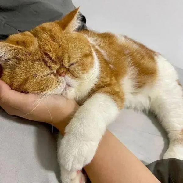 晚上不让猫咪进卧室，它一直挠门喵喵叫会伤心吗？