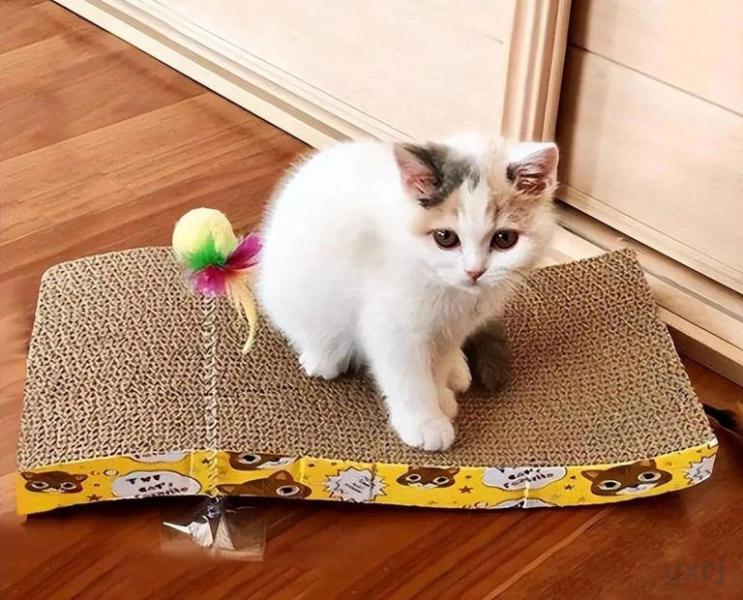 晚上不让猫咪进卧室，它一直挠门喵喵叫会伤心吗？