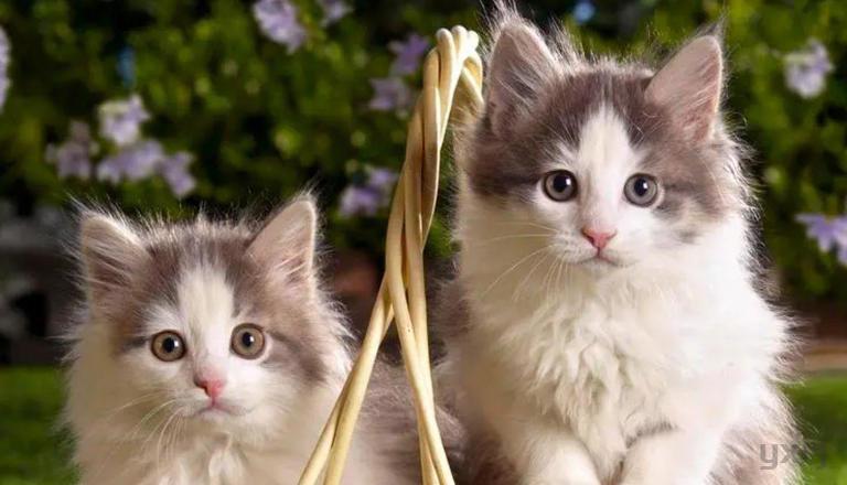 最懂得“报恩”的3种猫，忠诚度并不比狗差，看看你家养的是不是