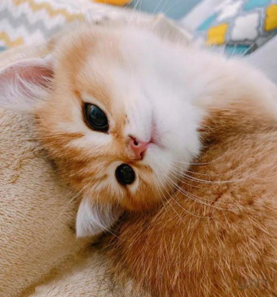 最懂得“报恩”的3种猫，忠诚度并不比狗差，看看你家养的是不是